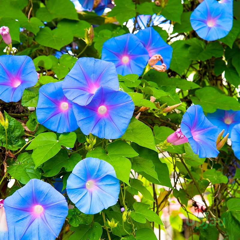 Morning Glory Flower Plant