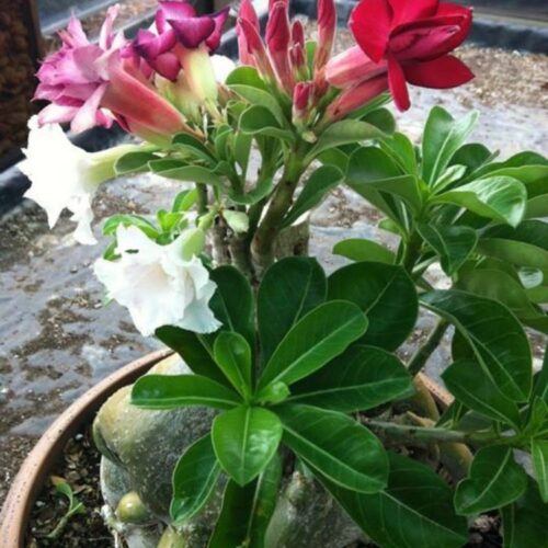 Multicolor Adenium Flower Plant