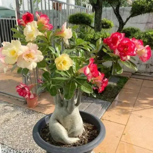 Multicolor Adenium Flower Plant