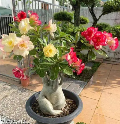 Multicolor Adenium Flower Plant