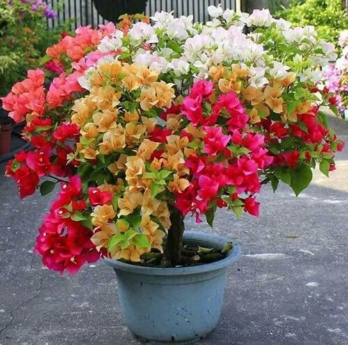 Multicolor Bougainvillea Plant