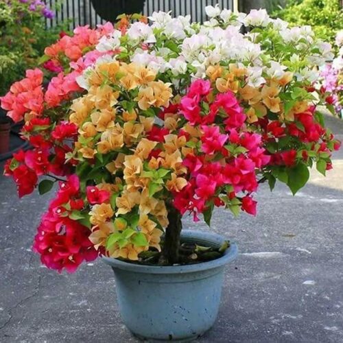 Multicolor Bougainvillea Plant