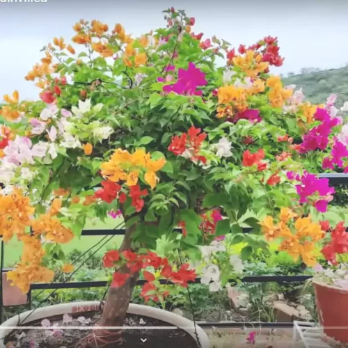 Multicolor Bougainvillea Plant (6-7 Colour)