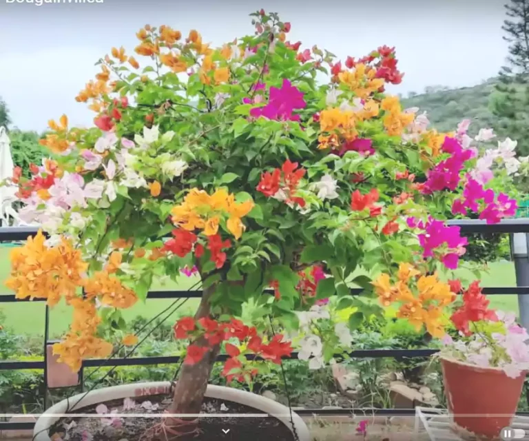 Multicolor Bougainvillea Plant (6-7 Colour)