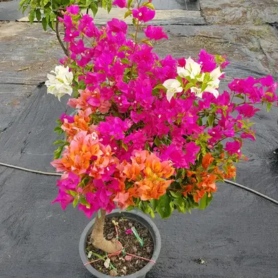 Multicolor Bougainvillea Plant (4-5 Colour)