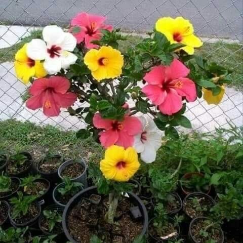 Multicolor Hibiscus Flower Plant