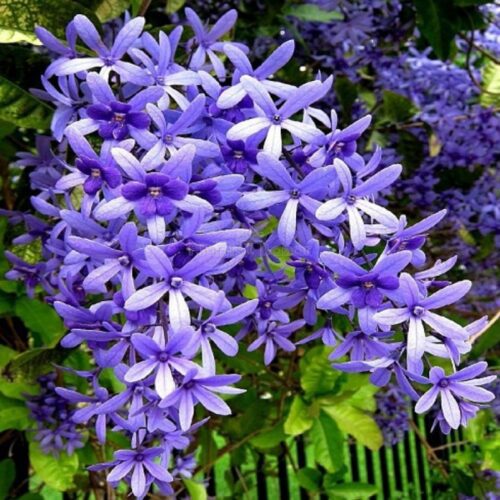 Neel Moni Lota Flower (Petrea Volubilis) Plant