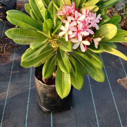 Plumeria (Frangipani) Pink Flower Plant