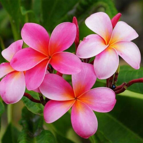 Plumeria (Frangipani) Pink Flower Plant