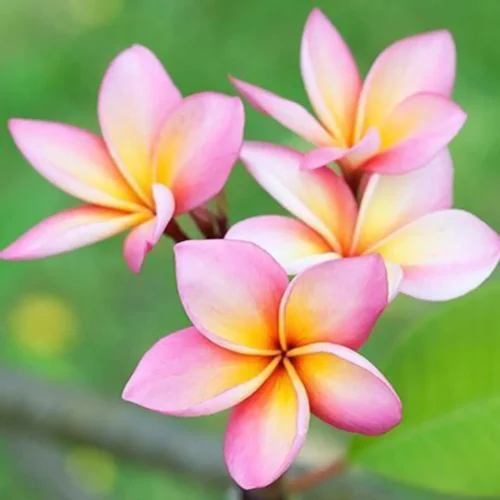 Plumeria (Frangipani) Pink Flower Plant