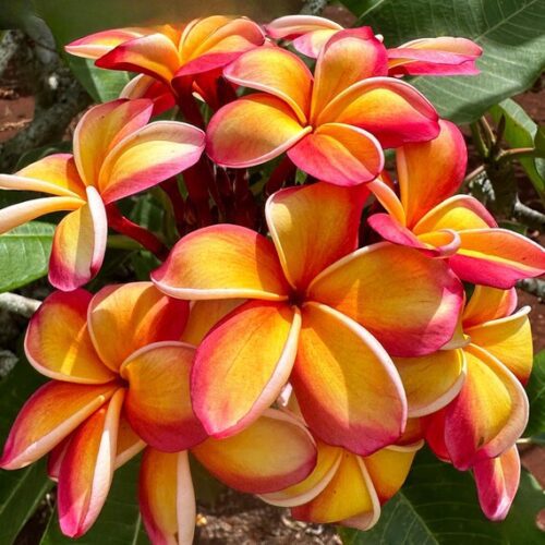 Red Orange Plumeria (Frangipani) Flowering Plant