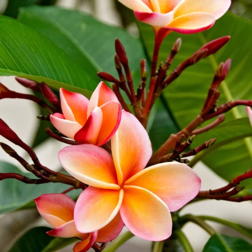 Red Orange Plumeria (Frangipani) Flowering Plant