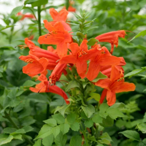 Tecoma Capensis (Orange) Flower Plant