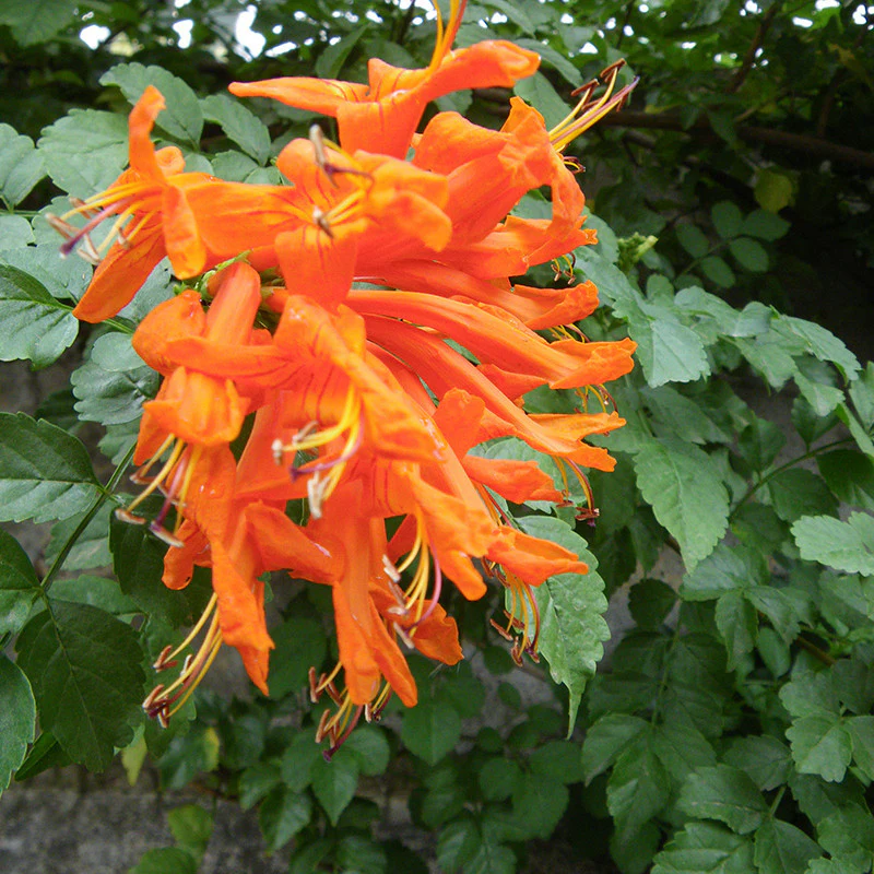 Tecoma Capensis (Orange) Flower Plant