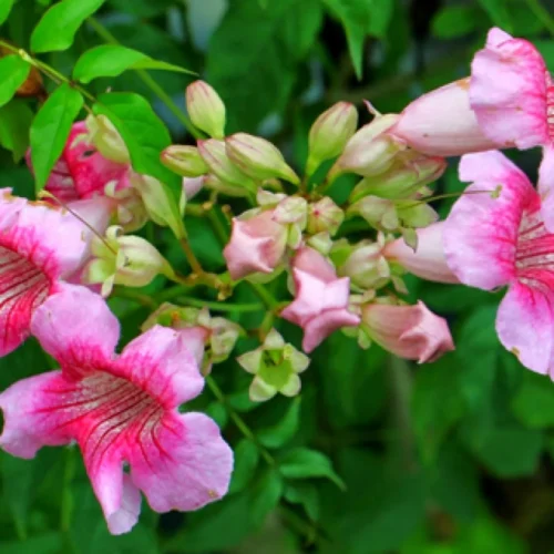 Tecoma Capensis (Pink) Flower Plant