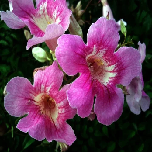 Tecoma Capensis (Pink) Flower Plant