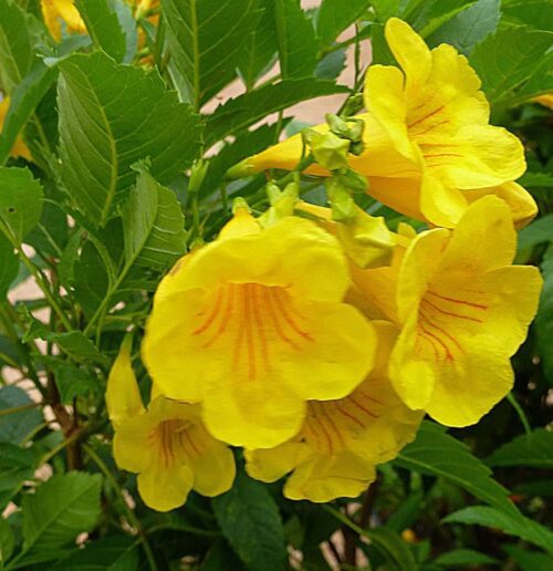 Tecoma Capensis (Yellow) Flower Plant