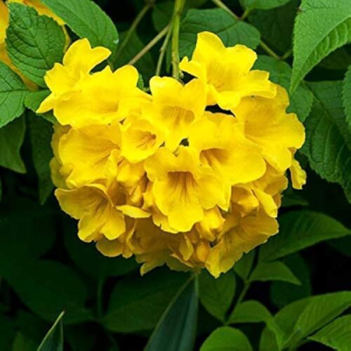 Tecoma Capensis (Yellow) Flower Plant