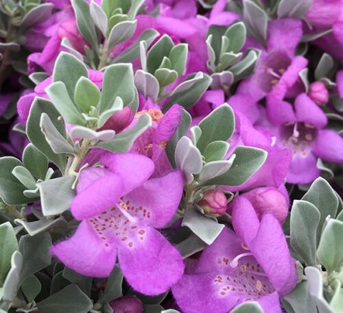 Texas sage Flower Plant