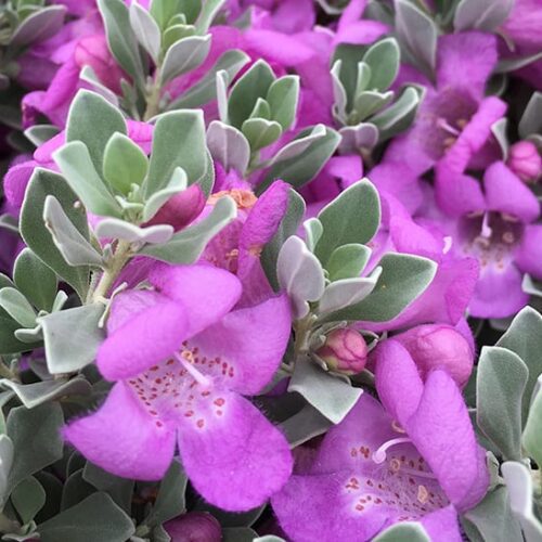 Texas sage Flower Plant