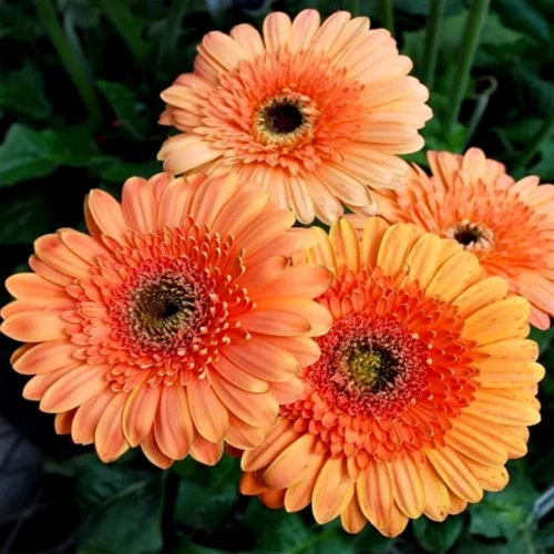 Tisucalture Gerbera Orange Flower Plant