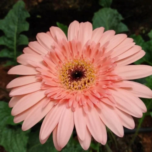 Tisucalture Gerbera Pink Flower Plant