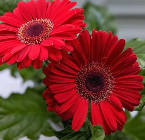 Tisucalture Gerbera Red Flower Plant