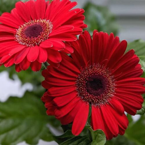 Tisucalture Gerbera Red Flower Plant