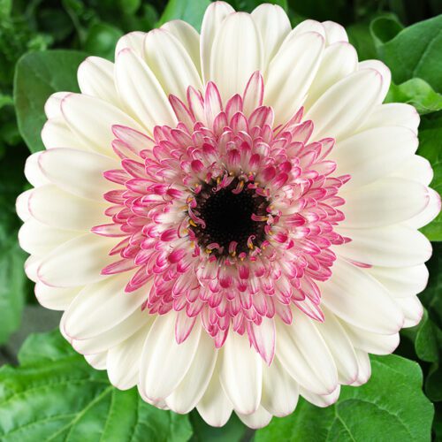 Tisucalture Gerbera White Flower Plant