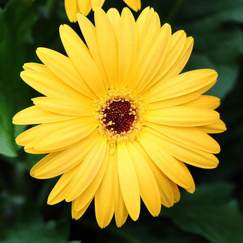 Tisucalture Gerbera Yellow Flower Plant