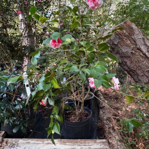 Camellia Variegated Pink and White Flower Plant