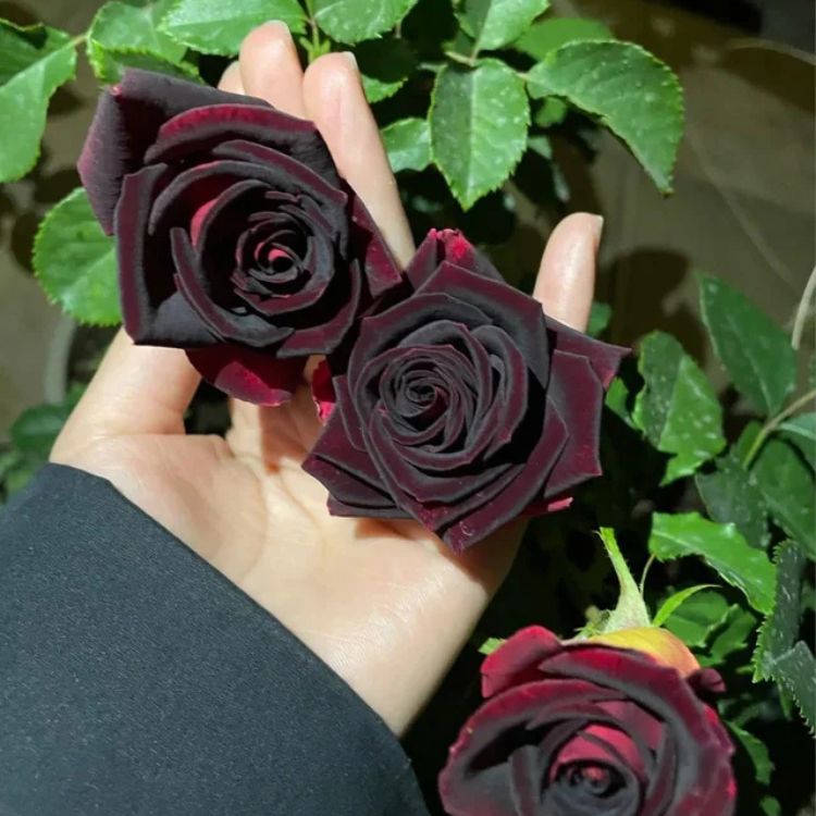 Hybride Black Rose Plant