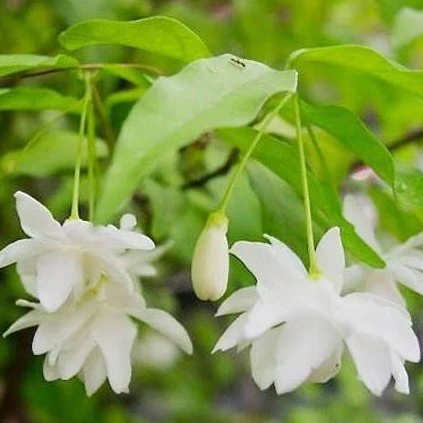 Water Jasmine Double Petal Highly Fragrant Flowering Rare Live Plant