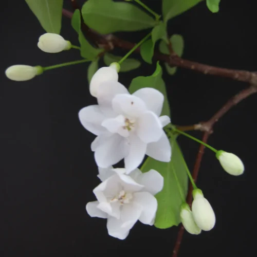 Water Jasmine Double Petal Highly Fragrant Flowering Rare Live Plant