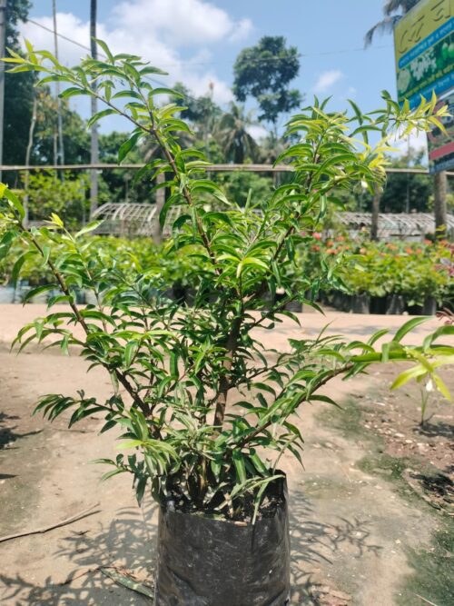 Water Jasmine Double Petal Highly Fragrant Flowering Rare Live Plant