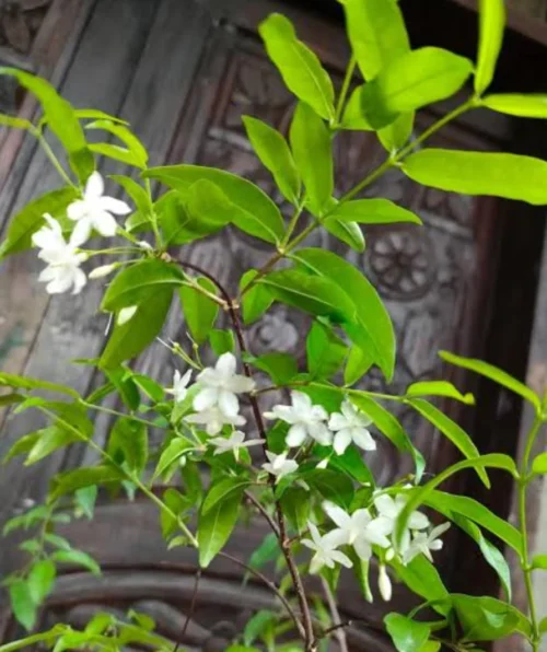 Water Jasmine Single Petal Highly Fragrant Flowering Rare Live Plant
