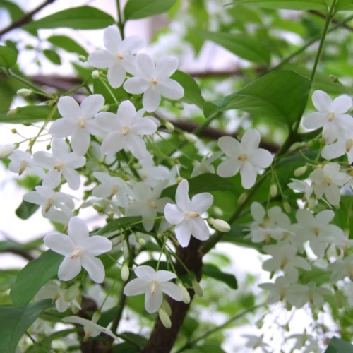 Water Jasmine Single Petal Highly Fragrant Flowering Rare Live Plant