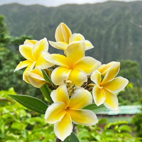 Yellow & White Plumeria(Frangipani) Flower Plant