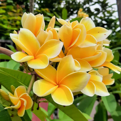 Yellow & White Plumeria(Frangipani) Flower Plant