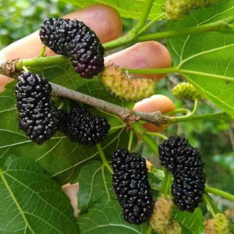 Desi Mulberry Fruit Plant