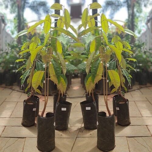 Durian Grafted Fruit Plant