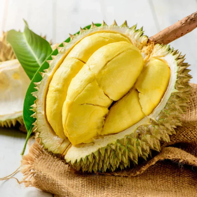 Durian Grafted Fruit Plant
