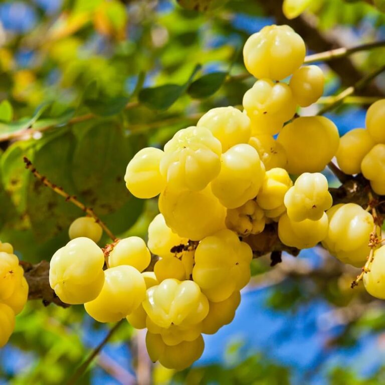 Gooseberry (Acidus) Fruit Plants