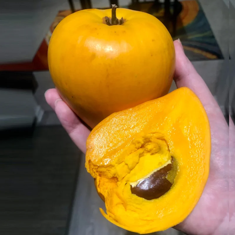 Yellow Sapote (Egg Fruit) Plant