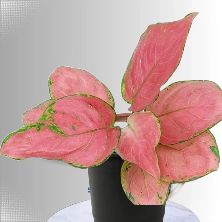 Aglaonema Pink Star Plant