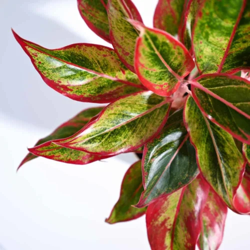 Aglaonema Red Lipstick Plant