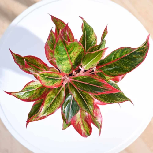 Aglaonema Red Lipstick Plant