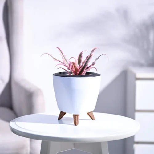 Earth Star Pink Plant