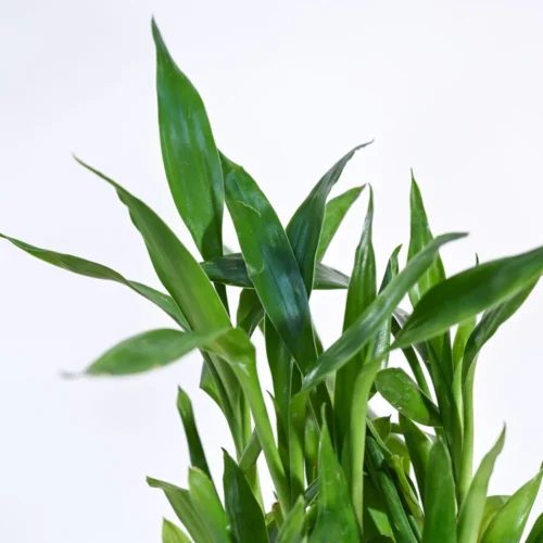 Lucky Bamboo Plant 2 Layer