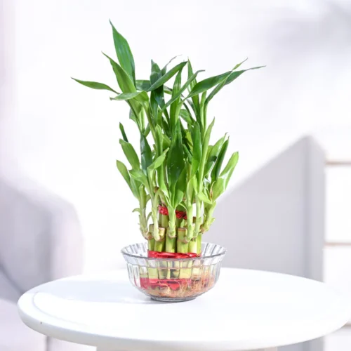 Lucky Bamboo Plant 2 Layer